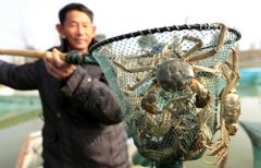 洪都拉斯-全面解決大閘蟹運輸難題，跨越速運讓蟹農蟹商更放心